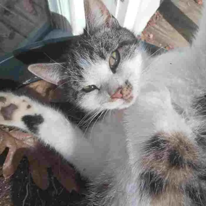 My Cat, Gus, Jumpscaring The Camera :)