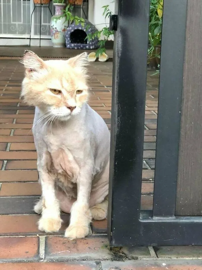 There Goes My Pet Grooming Career