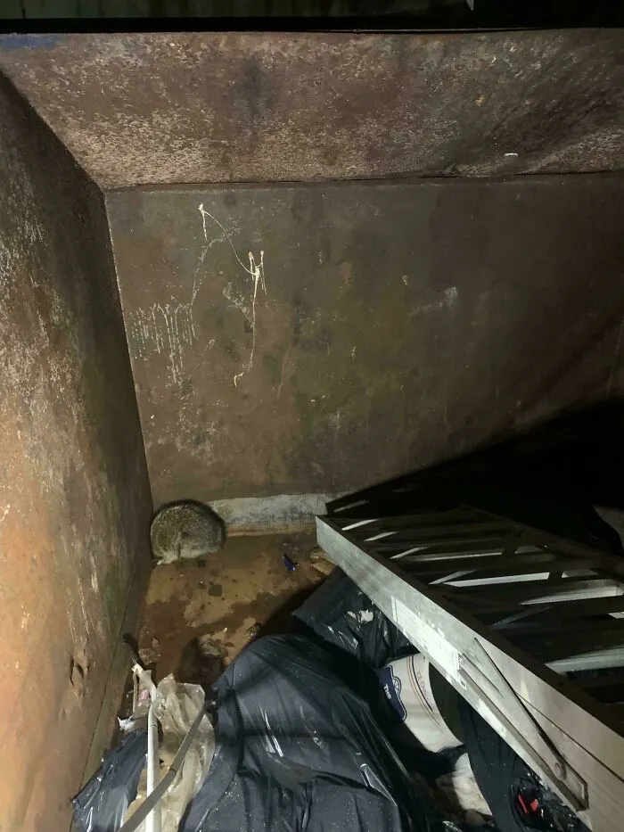 Raccoon Rescue