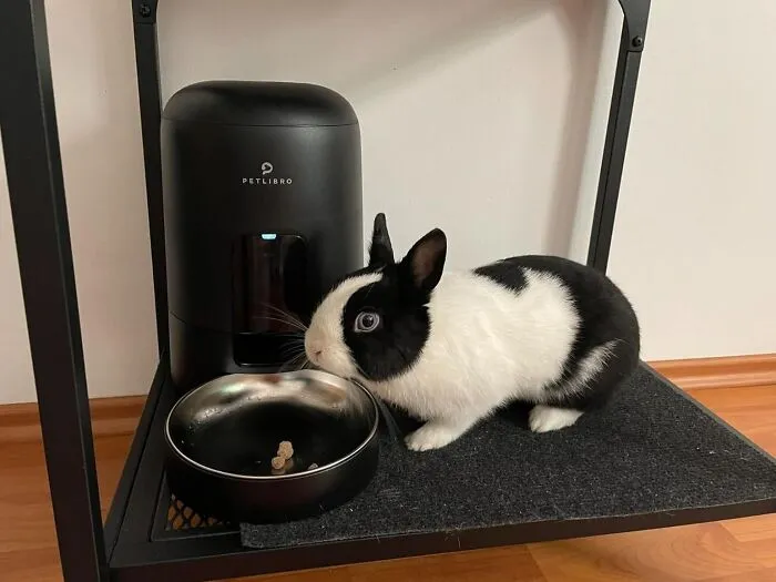 Meal Time Just Got A Whole Lot Smarter - This <a Style="Display:inline;" Href="Https://Www.amazon.com/Petlibro-Automatic-Feeders-Dispenser-180-Day/Dp/B0bq79khd9?ie=utf8&th=1&linkcode=ll1&tag=bppanther-20&linkid=01e9b592b02dd56005006698325a09f4&language=en_us&ref_=as_li_ss_tl" Target="_blank"><span Style="Font: Inherit; Color: #d74b1f;"> Automatic Food Dispenser </Span> Is The Purr-Fect Solution For Busy Pet Parents, Ensuring Your Furry Friend Gets Fed On Time, Every Time (No More Guilt Trips!)