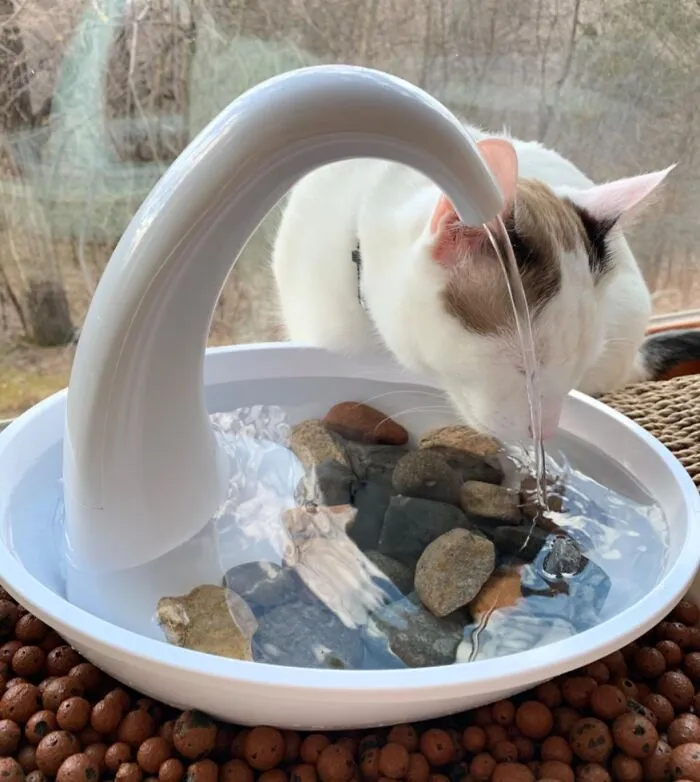Elegance Meets Hydration - This <a Style="Display:inline;" Href="Https://Www.amazon.com/Pioneer-Pet-Swan-Drinking-Fountain/Dp/B07gjmsbxz?ie=utf8&linkcode=ll1&tag=bppanther-20&linkid=b509b09c469930d9bd1c15c2be9f147d&language=en_us&ref_=as_li_ss_tl" Target="_blank"><span Style="Font: Inherit; Color: #d74b1f;"> Swan Drinking Fountain </Span> Is A Regal Refreshment Station For Your Furry Friend, Because Who Doesn't Want To Drink From The Beak Of A Majestic Swan?