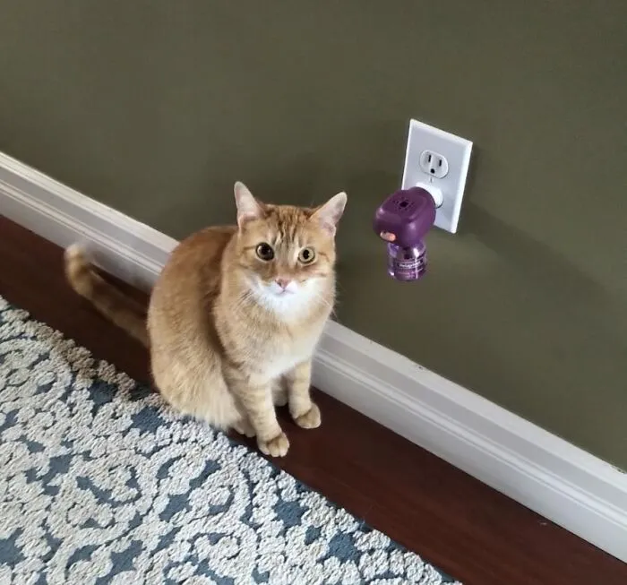 Paws-Itive Vibes Only - Help Your Furry Friend Chill Out With This <a Style="Display:inline;" Href="Https://Www.amazon.com/Dogs-Cats-Calming-Diffuser-Refill/Dp/B00kq2p3k4?ie=utf8&th=1&linkcode=ll1&tag=bppanther-20&linkid=eee1d189ac638adcd3bfc285c80ce65b&language=en_us&ref_=as_li_ss_tl" Target="_blank"><span Style="Font: Inherit; Color: #d74b1f;"> Pet Diffuser For Anxiety </Span>, Because A Calm Pet Is A Happy Pet (And A Happy Pet Parent)