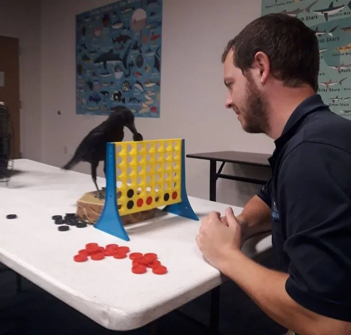 Gabby, Our American Crow, Has Mastered Connect Four As Part Of Her Enrichment And Frequently Squares Off Against Her Trainer And Caretaker Sean