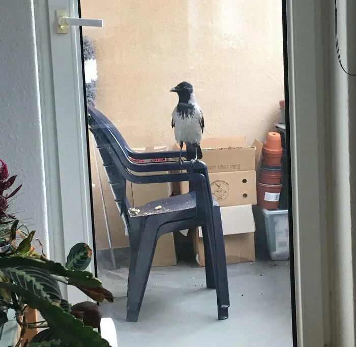 That Is Frank. He Is A Solitary Bird, But Also The First To Figure Out That He Gets Quite Bigger Nuts In A Personal Exchange