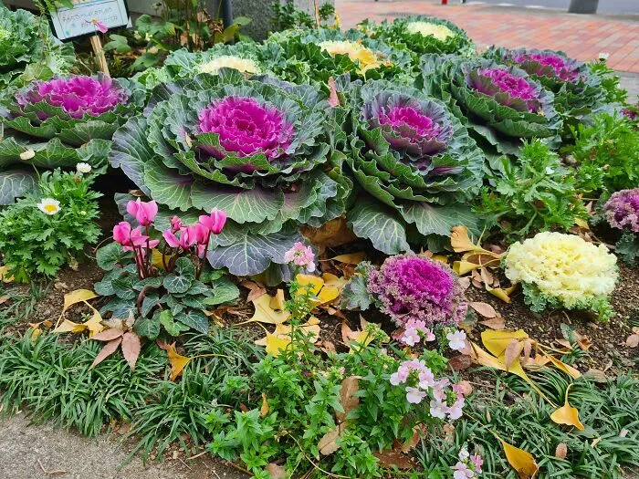 Colorful ornamental cabbages and flowers in a Japanese garden setting.
