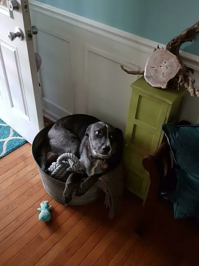 We've Been Trying To Teach Him To Drop Toys In The Bucket Before He Goes Outside. He Clearly Misunderstood