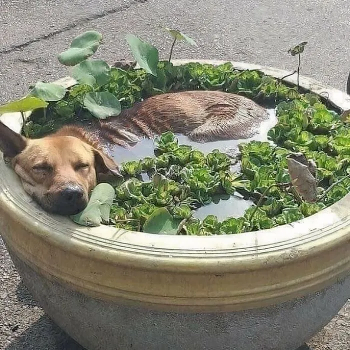 30 Absurd Images That Might Leave You Wondering What’s Going On (New Pics)