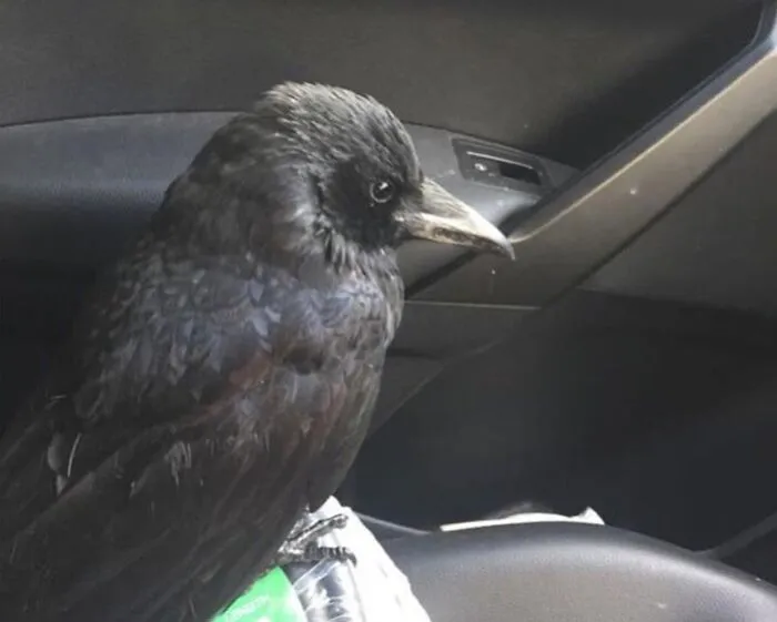 My Dads Been Feeding This Crow And Now He Sits In His Van With Him