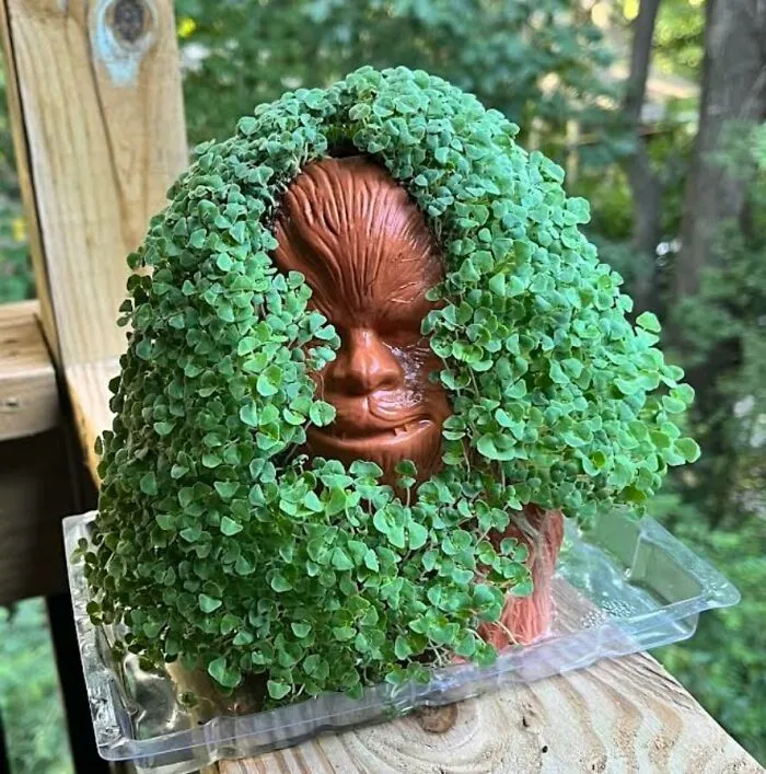 This Is A Gift That's Ready To Grow Some Wookiee Love! <a Style="Display:inline;" Href="Https://Www.amazon.com/Dp/B07yc6vv65?_encoding=utf8&th=1&linkcode=ll1&tag=bpcheetah-20&linkid=2e02ed2314185dbd2358c1be04ccb4a8&language=en_us&ref_=as_li_ss_tl" Target="_blank"><span Style="Font: Inherit; Color: #d74b1f;"> Chewbacca Chia Pet </Span> Is The Perfect V-Day Gift For Your Star Wars Fan, It’s Whimsical, Fun, And Ready To Sprout Some Fur