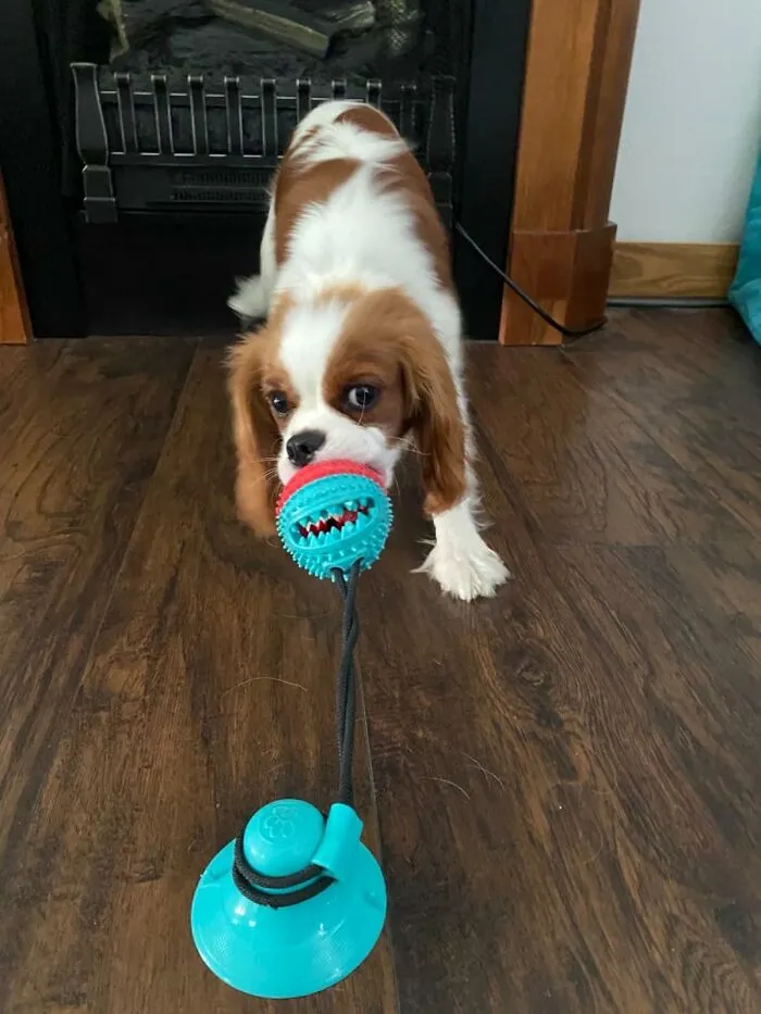 Sticky Situation Solved - This <a Style="Display:inline;" Href="Https://Www.amazon.com/Aggressive-Chewers-Training-Teething-Dispensing/Dp/B08s38pl1g?ie=utf8&th=1&linkcode=ll1&tag=bppanther-20&linkid=f5d606345de50531c17040cb6053dca2&language=en_us&ref_=as_li_ss_tl" Target="_blank"><span Style="Font: Inherit; Color: #d74b1f;"> Teething Toy That Suctions To The Floor </Span> Keeps Your Little Chewer's Favorite Toy From Going Awol, Providing A Stationary Snack-A-Thon And Giving You A Break From The Teething Chaos