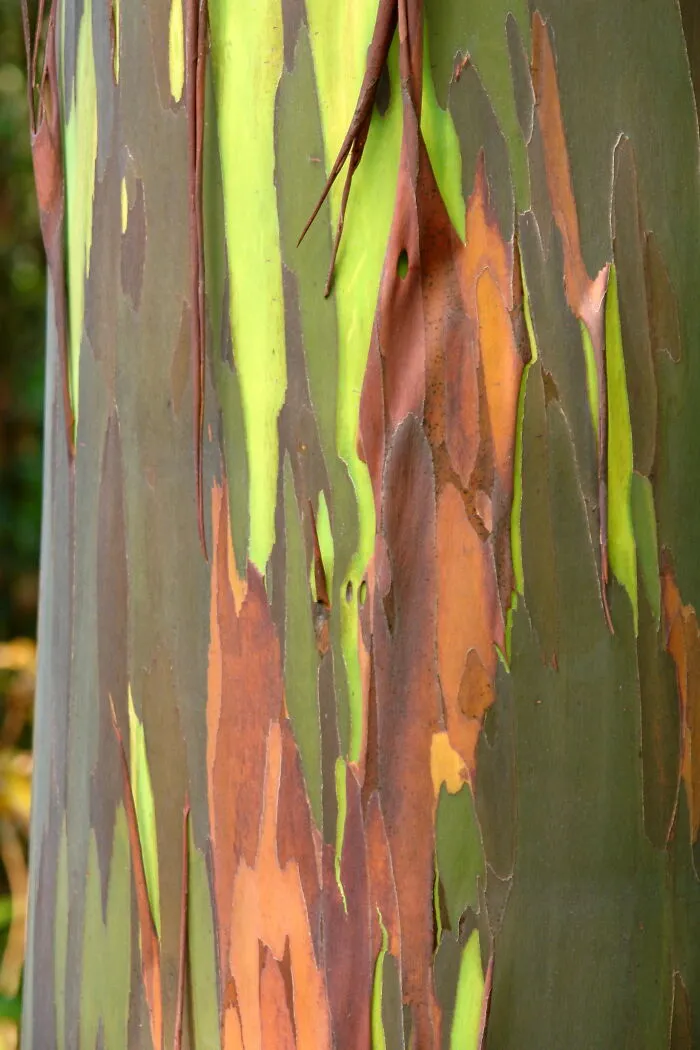Rainbow Eucalyptus
