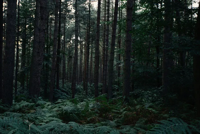 30 Baffling Unsolved True Crime Cases That Are Not For The Faint-Hearted