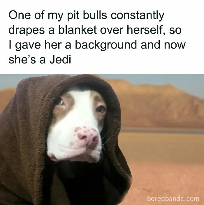 50 Funny Dog Memes For Anyone Who Has A Dog