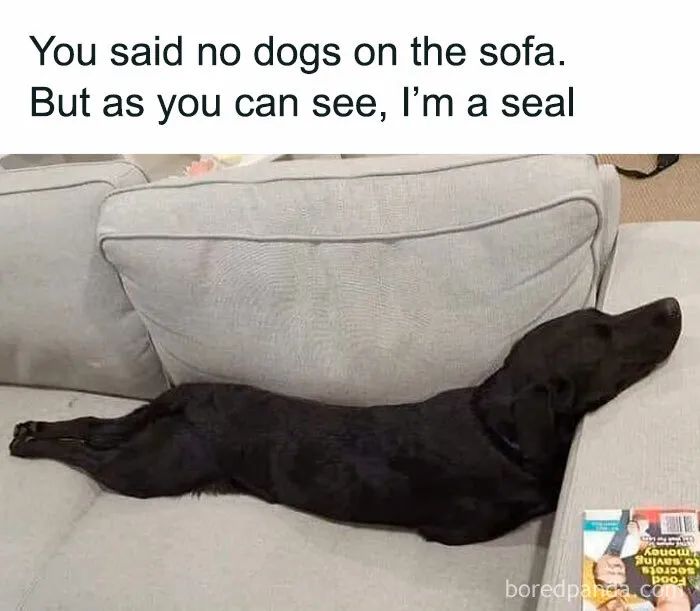 50 Funny Dog Memes For Anyone Who Has A Dog