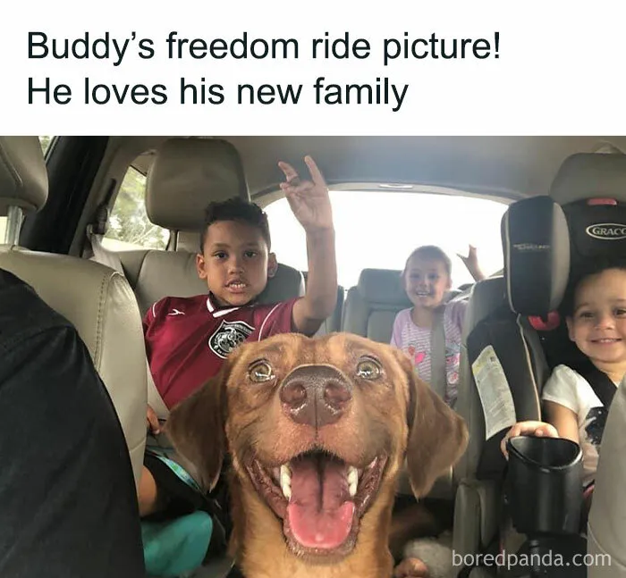 50 Funny Dog Memes For Anyone Who Has A Dog