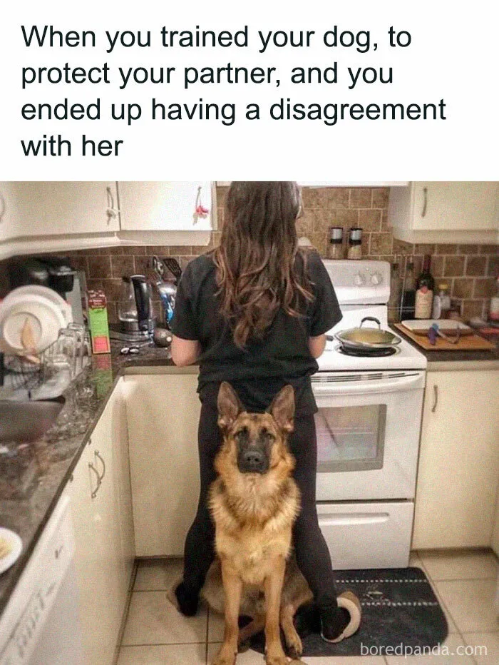 50 Funny Dog Memes For Anyone Who Has A Dog