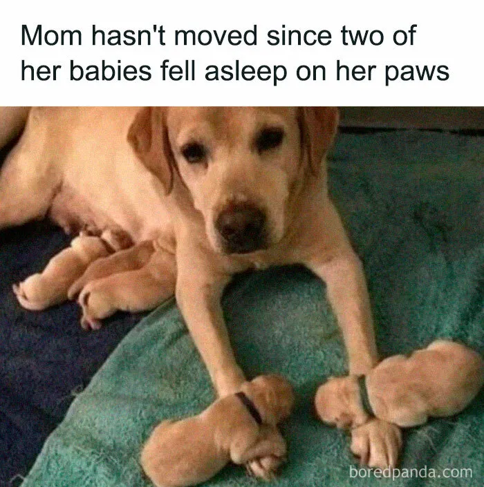 50 Funny Dog Memes For Anyone Who Has A Dog