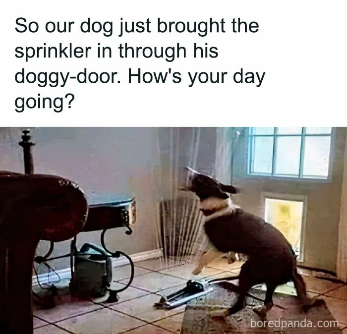 50 Funny Dog Memes For Anyone Who Has A Dog