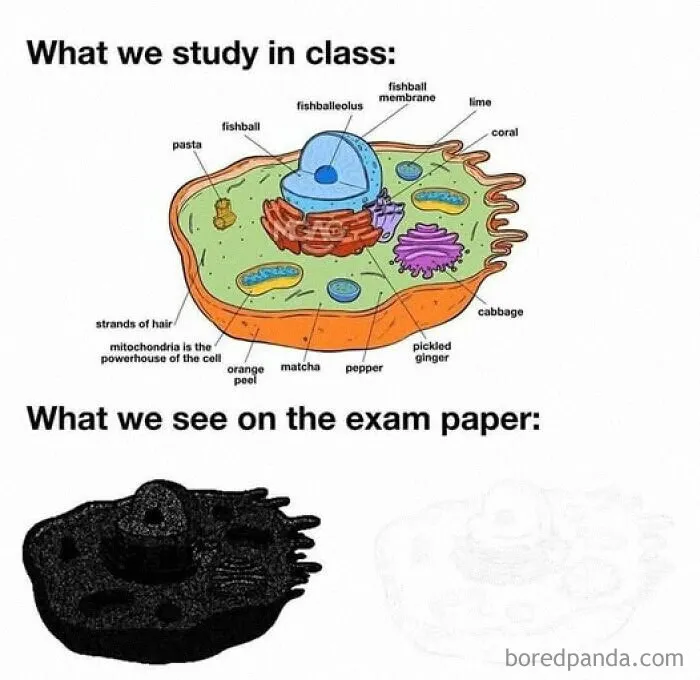 30 Funny Student Memes That Show What Life Is Like At College
