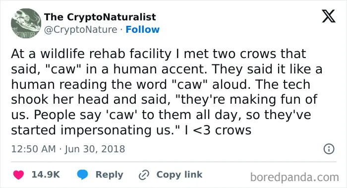 Crows Copying The Way Humans Caw