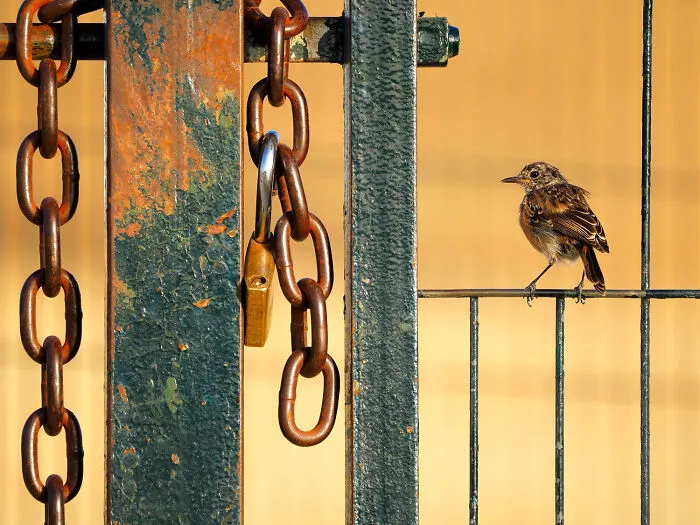 Young Photographers To 14 Years, Winner: The Young Guardian By Alberto Román Gómez