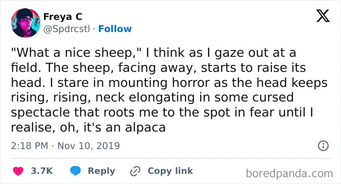 Thank Goodness It's An Alpaca