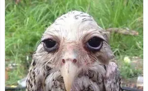50 Times Animals Were So Unintentionally Hilarious, They Were Turned Into Memes (New Pics)