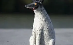 Strange Art Dolls: 30 Funny-Looking Animal Dolls Created By This Georgian Artist