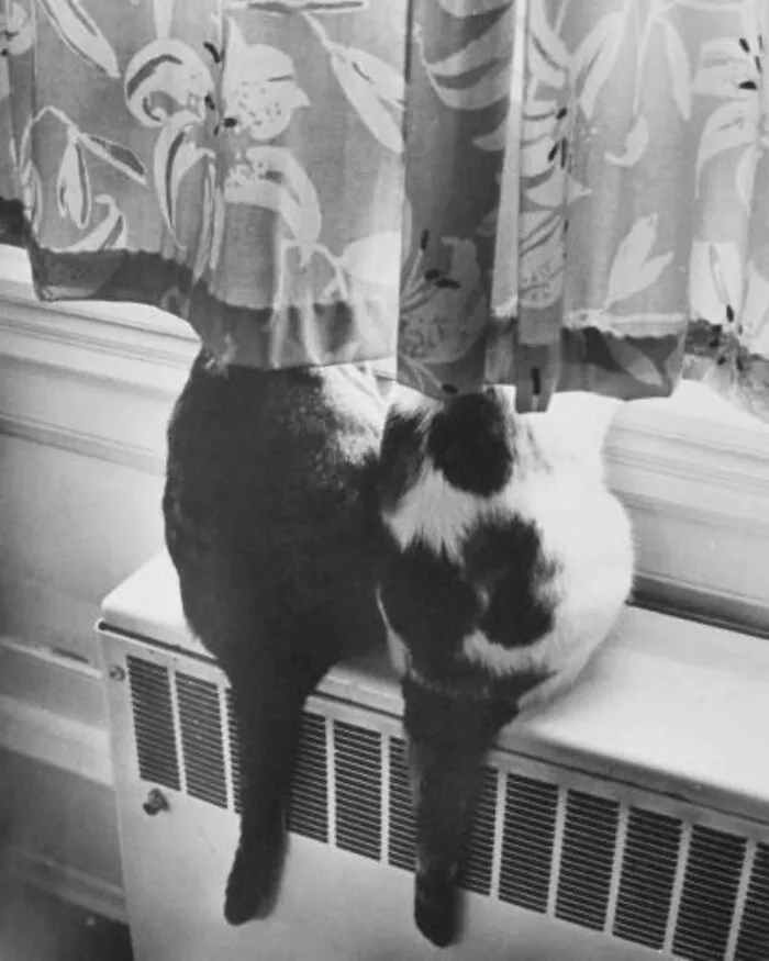 1960s