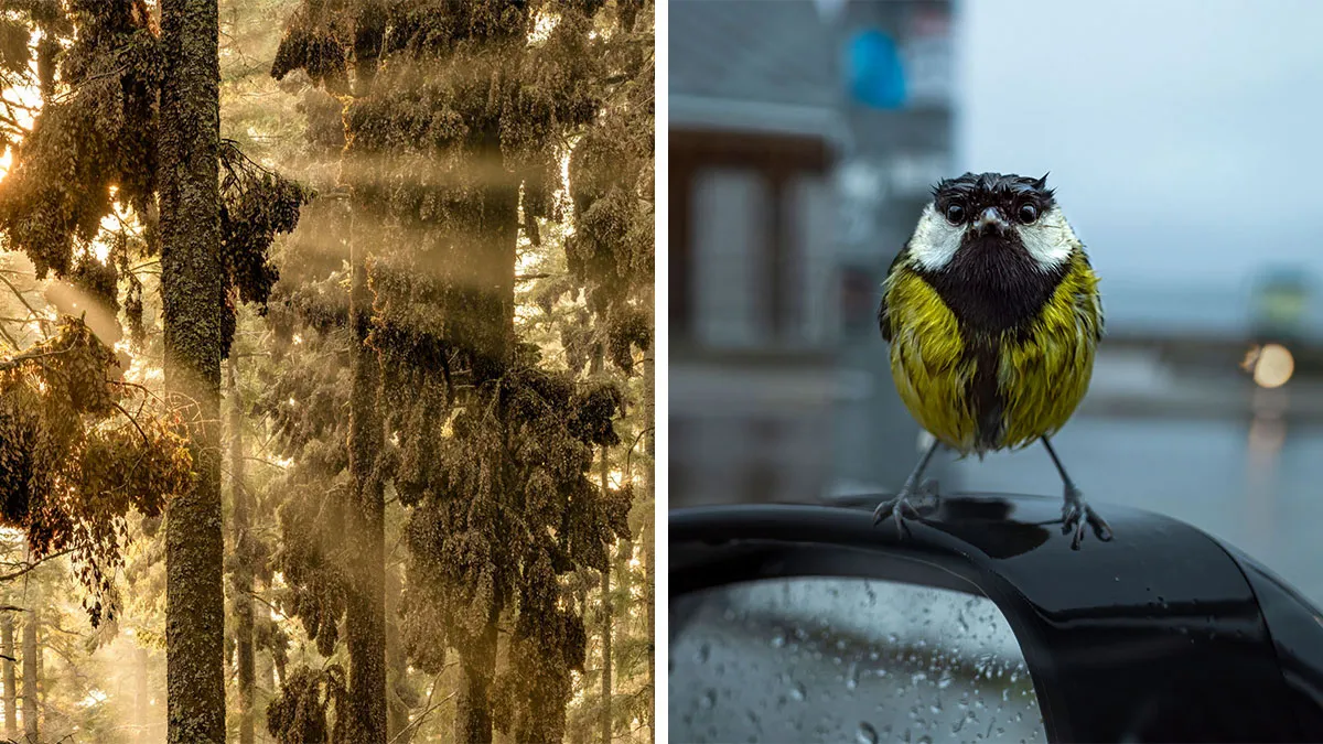 20 Wildlife Photos From The Finalists Of The 2024 European Photography Contest