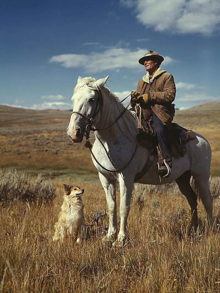 Shepherd With His Horse And Dog On Gravelly Range, Madison County, Montana, 1942 Aug