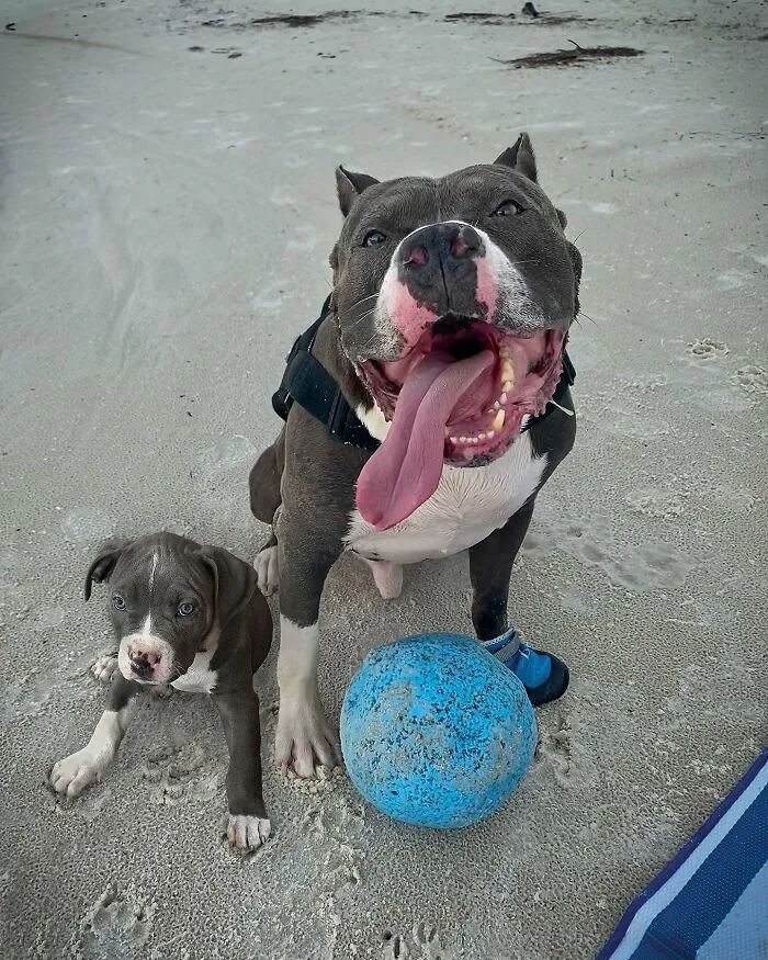 “Seeing Double Edits”: 21 Animals Meet Their Younger Selves In Adorable Photo Edits (New Pics)