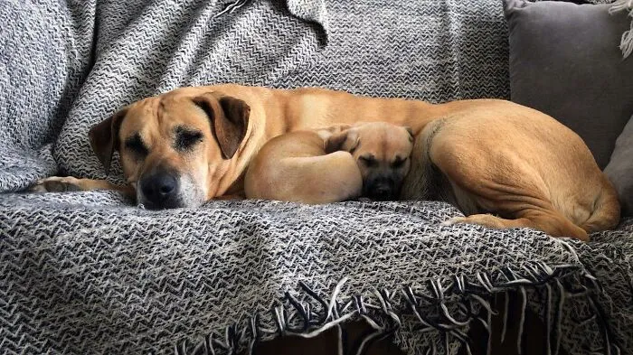 “Seeing Double Edits”: 21 Animals Meet Their Younger Selves In Adorable Photo Edits (New Pics)