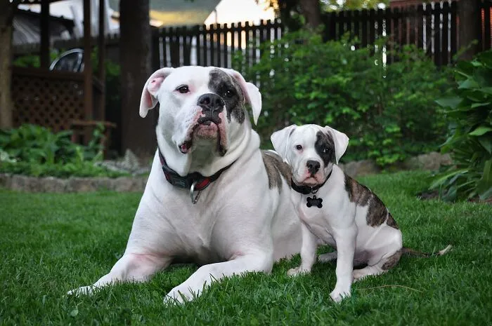 “Seeing Double Edits”: 21 Animals Meet Their Younger Selves In Adorable Photo Edits (New Pics)