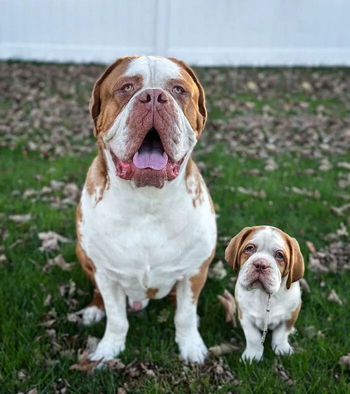“Seeing Double Edits”: 21 Animals Meet Their Younger Selves In Adorable Photo Edits (New Pics)