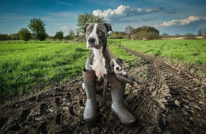 “Seeing Double Edits”: 21 Animals Meet Their Younger Selves In Adorable Photo Edits (New Pics)