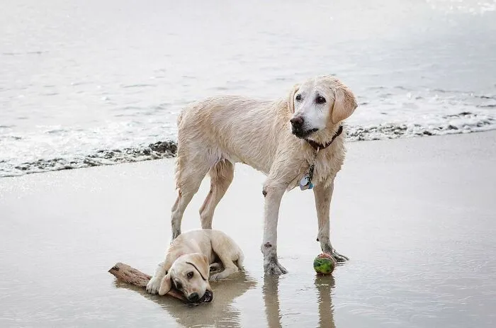 “Seeing Double Edits”: 21 Animals Meet Their Younger Selves In Adorable Photo Edits (New Pics)