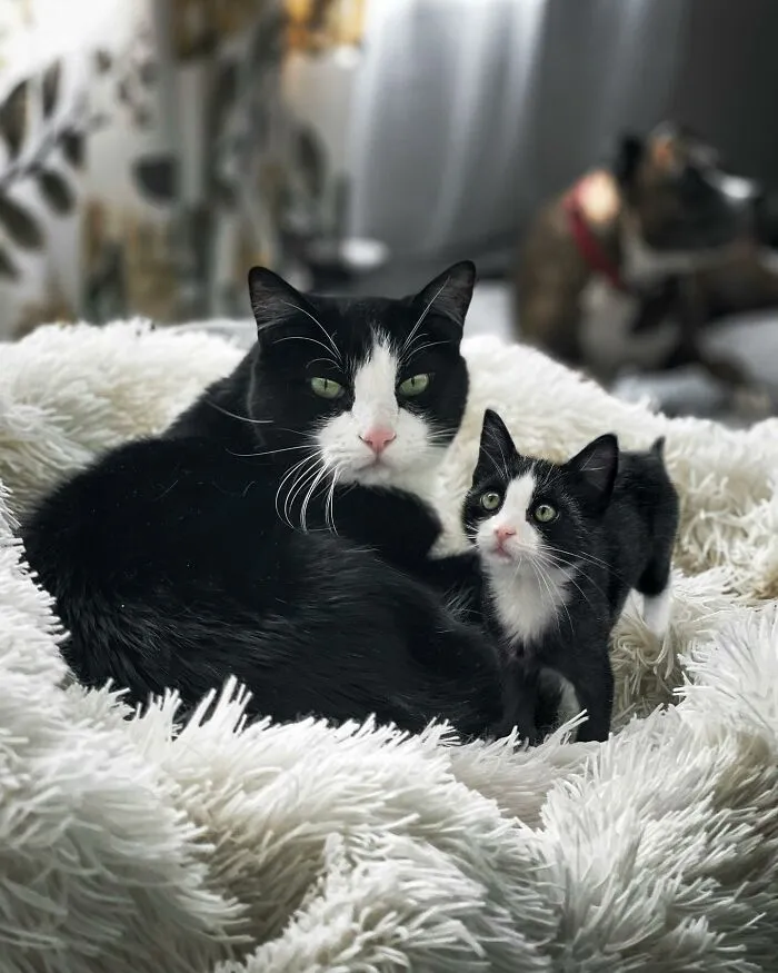 “Seeing Double Edits”: 21 Animals Meet Their Younger Selves In Adorable Photo Edits (New Pics)