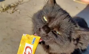 I've Been Caring For The Neighborhood Cats, Could You Help Me Name This Kitten?