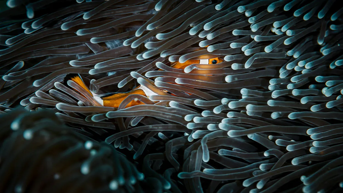 37 Awarded Images From The 2024 Tokyo International Foto Awards