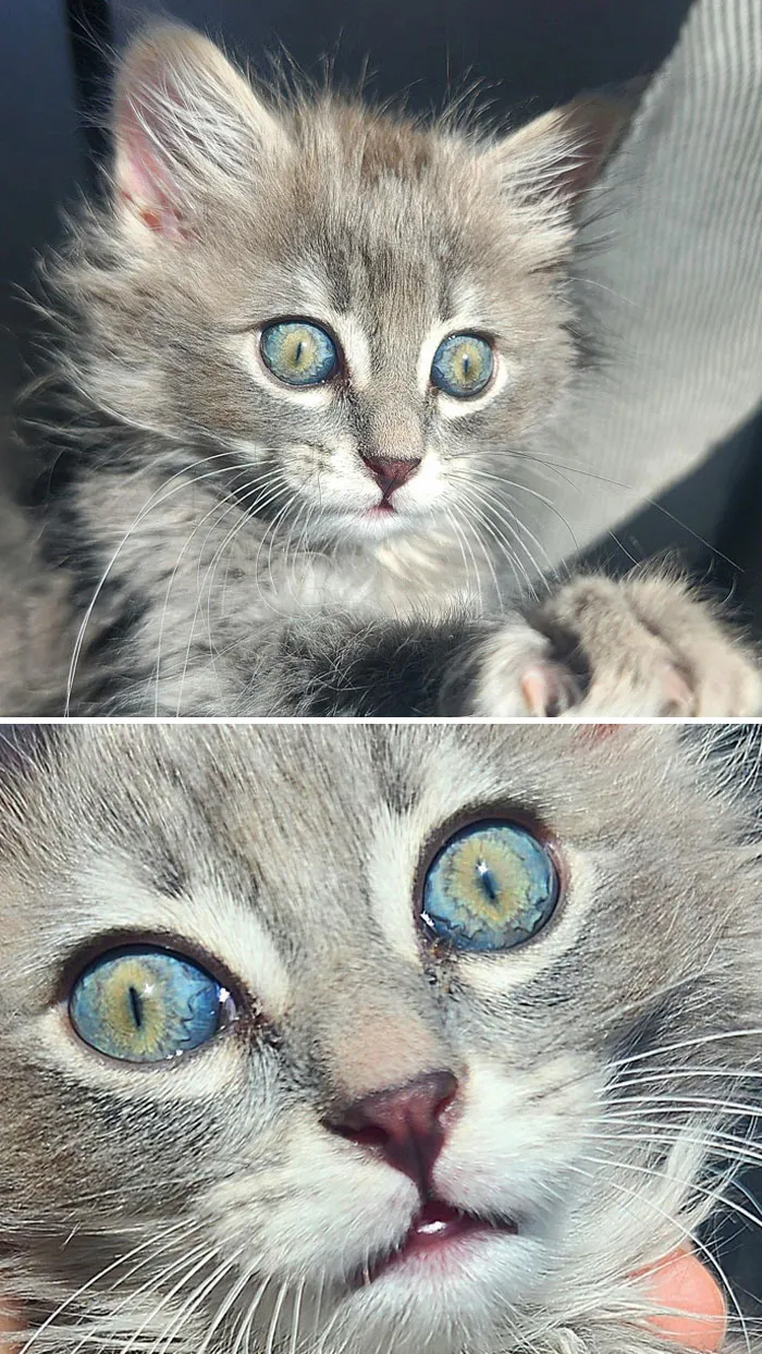 My Kittens Eyes Are Currently 2 Distinct Colors