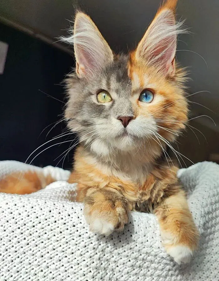 Chimeric Cat