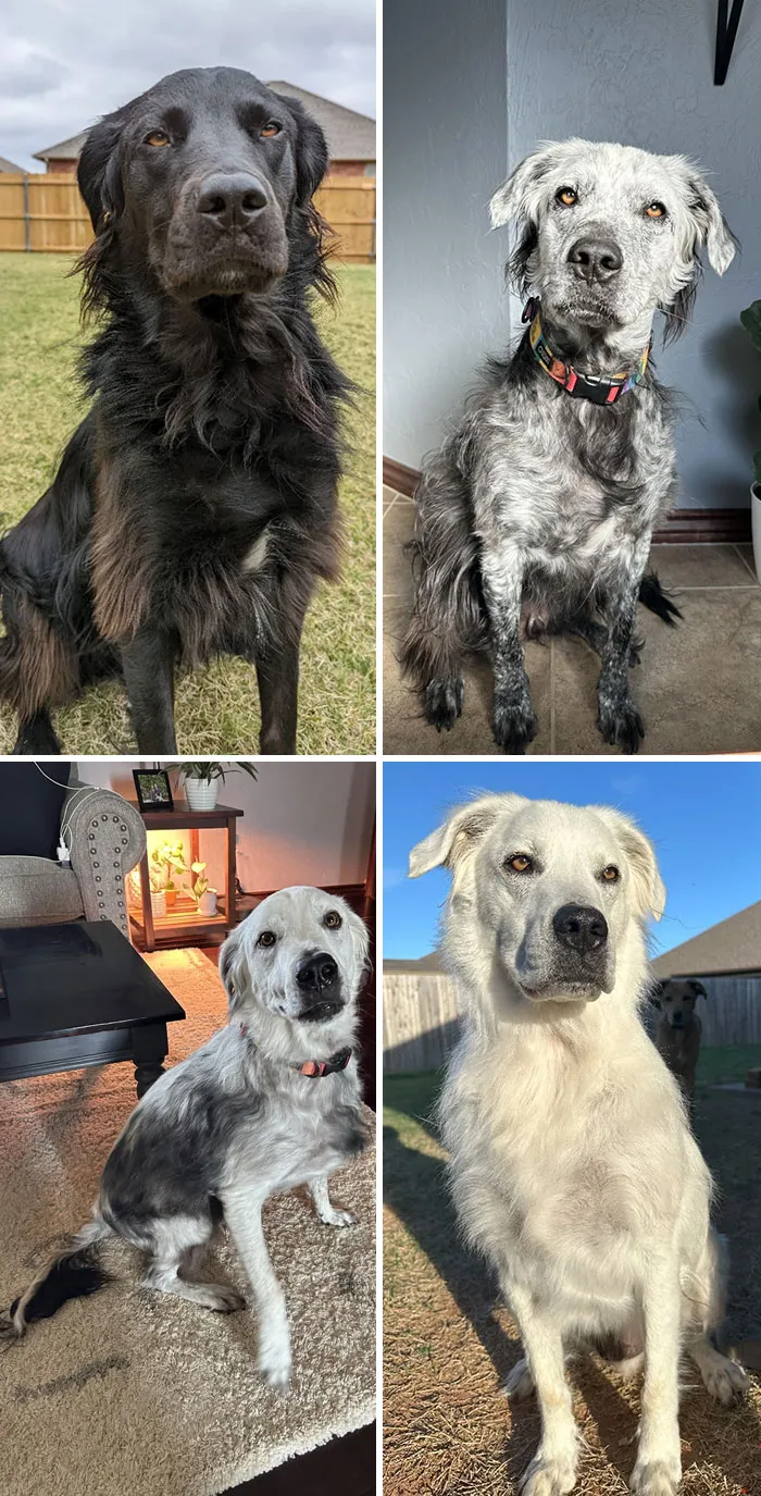 My Boy Buster (4yo) Has Completely Changed From Black To White Over The Course Of The Last 2.5 Years