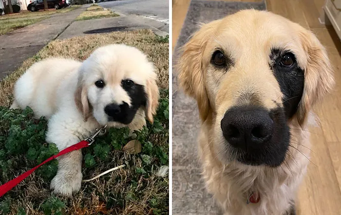This Is Enzo. He Was Born With A Unique Genetic Mutation, Causing A Lil Black Freckle To Appear On His Face. Quite Possibly The Rarest Golden In The Universe.