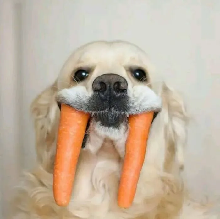 Perro vampiro