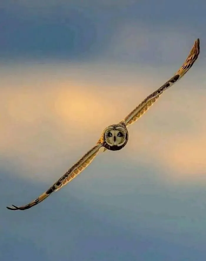 A Perfect Shot Of An Owl In Flight 🦉 📸: Steve Woods