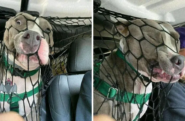I Put A Net In The Car So My Dog Doesn't Distract Me While Driving