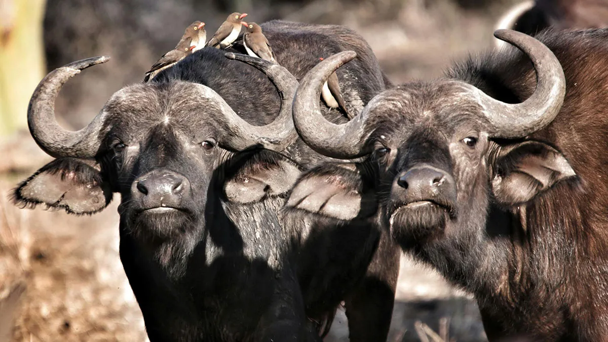 When Nature Gets Weird: 50 Odd Facts That May Leave You Looking At The World Differently