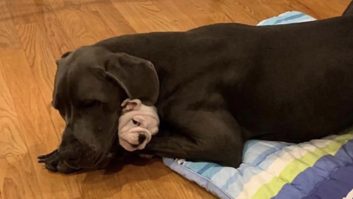50 Wholesome Pics That Hit Harder Than A Pixar Montage (Best Of All Time)