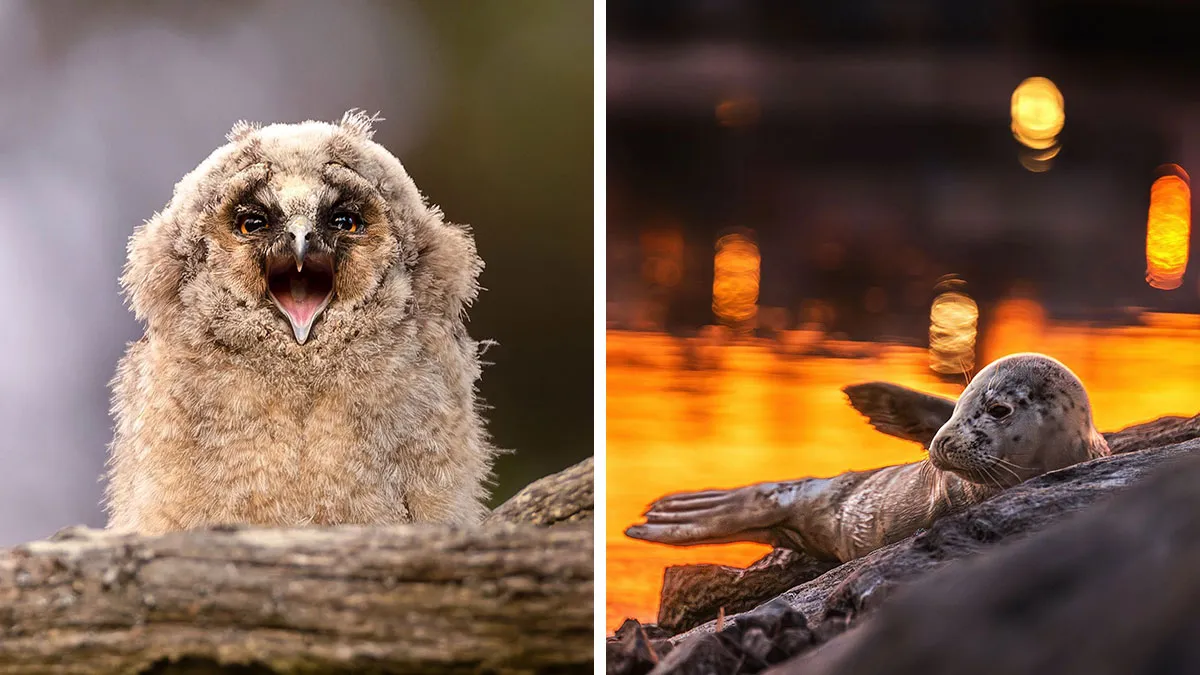 30 Beautiful Wildlife Photographs By Finnish Photographer Ossi Saarinen (New Pics)